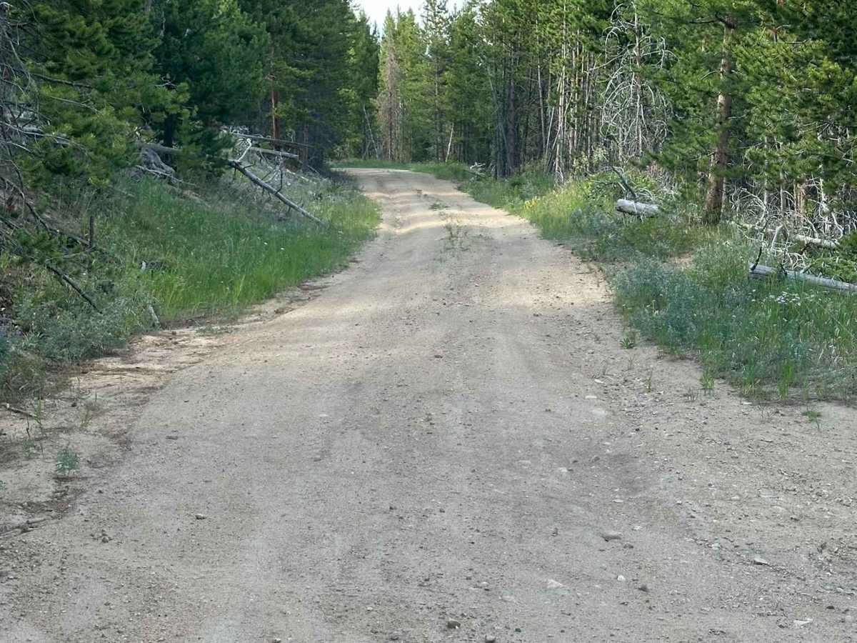 FS Road 112 photo 2