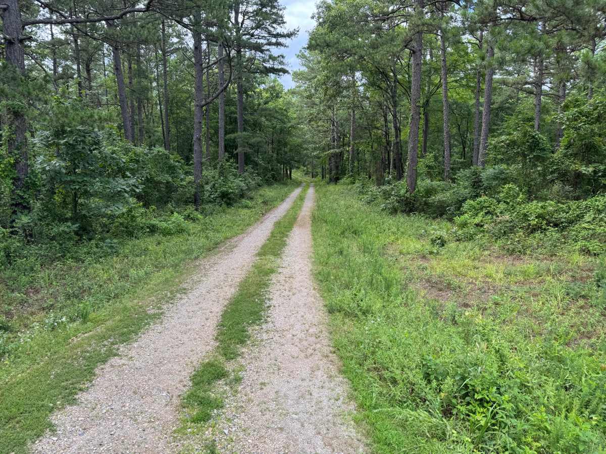 Old Piney Cemetery trail photo