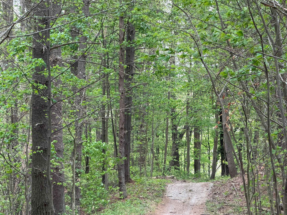 Pine Cutoff trail photo