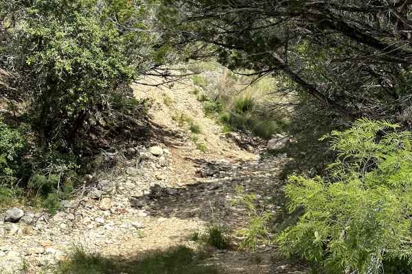 Aoudad Xing