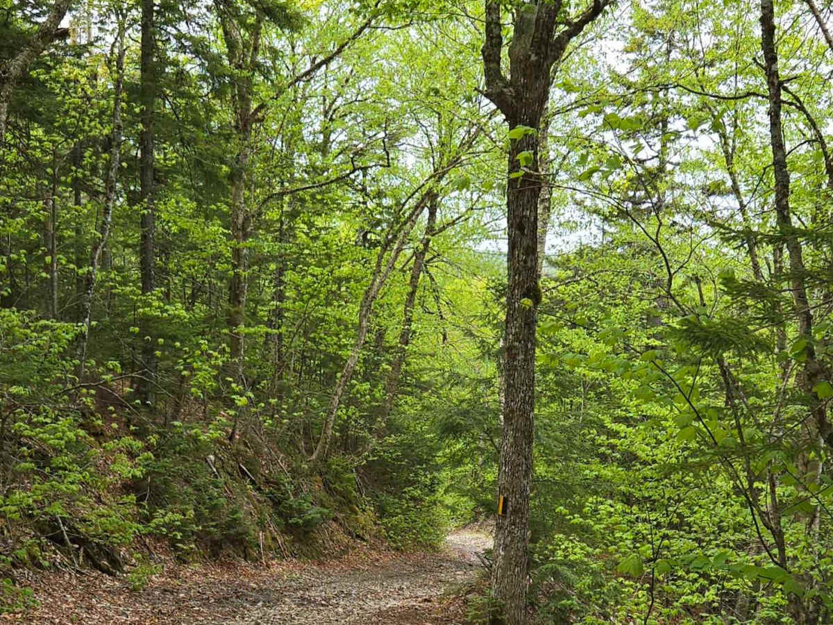 Stuart Mountain trail photo