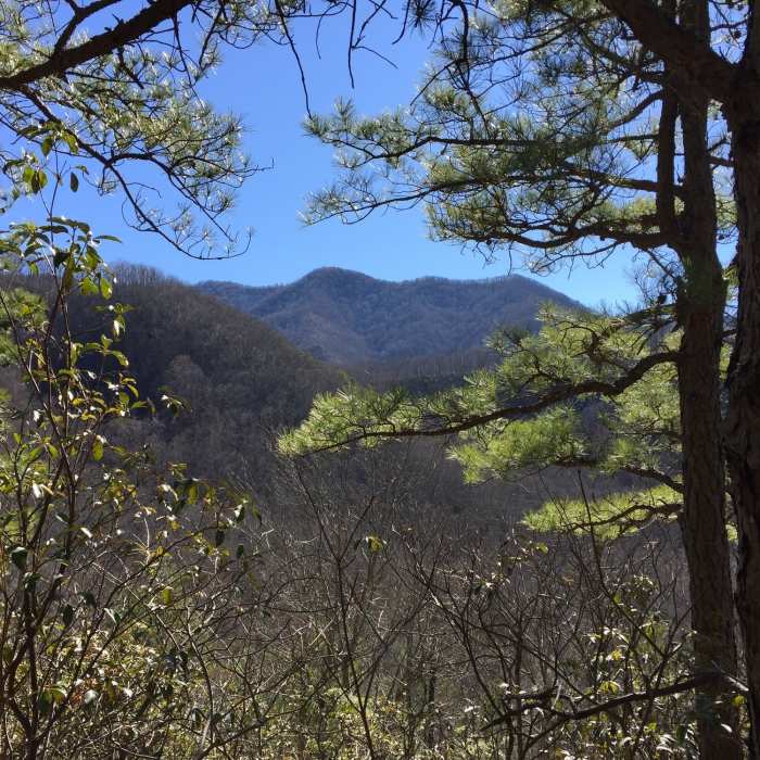 Near Lower Mount Cammerer Trail