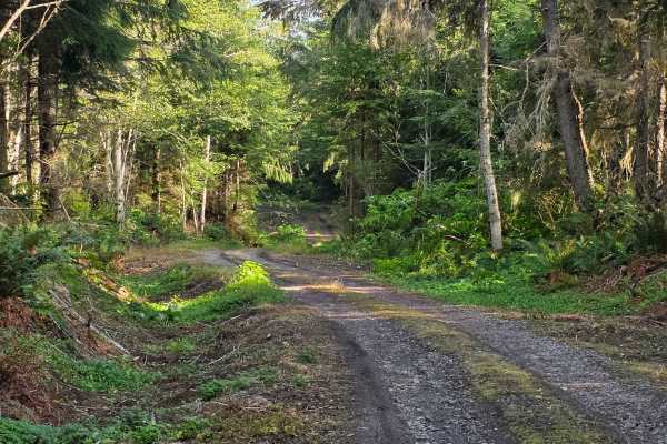 Trapper Creek - FS 2852