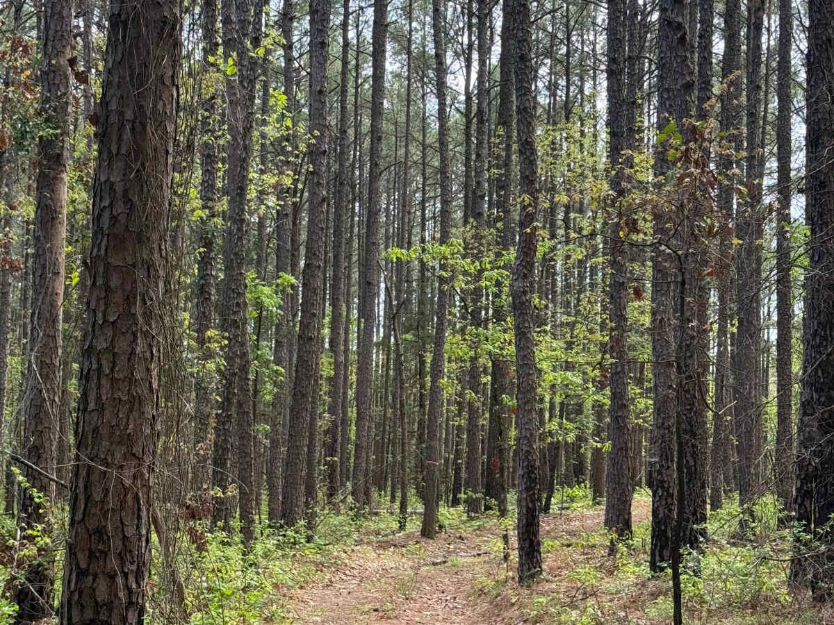 Boney Mountain Trail photo 3