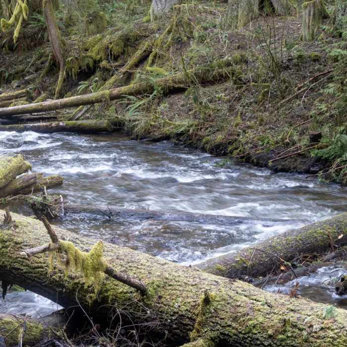 Near Still Creek Trail