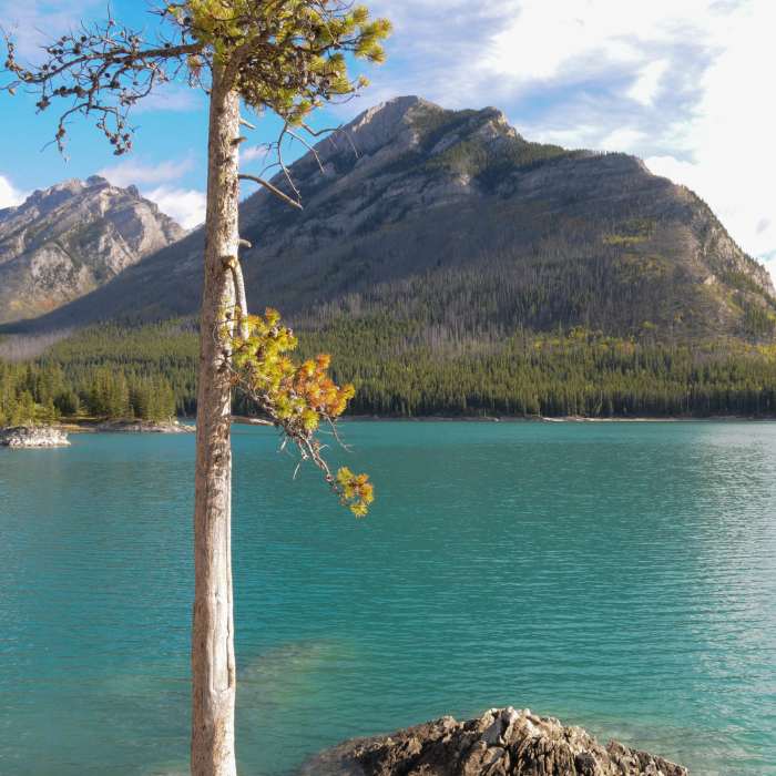 Near Lake Minnewanka: Warden's Cabin Out-and-Back