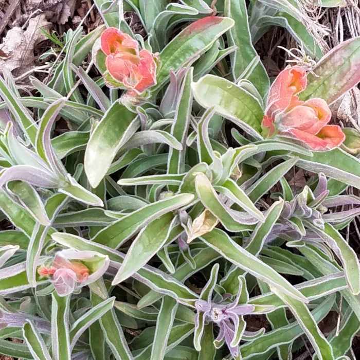 Early spring blooms along trail. Near Ridgeline Trail