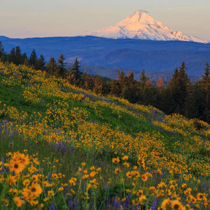 Near Tom McCall Point Hike