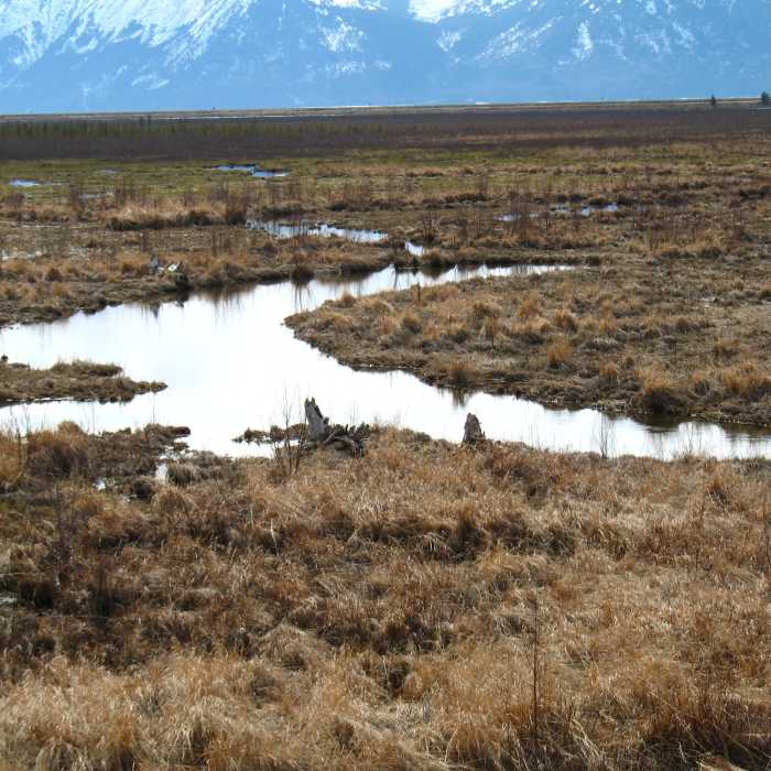 Potter Marsh Near Potter Marsh Tour