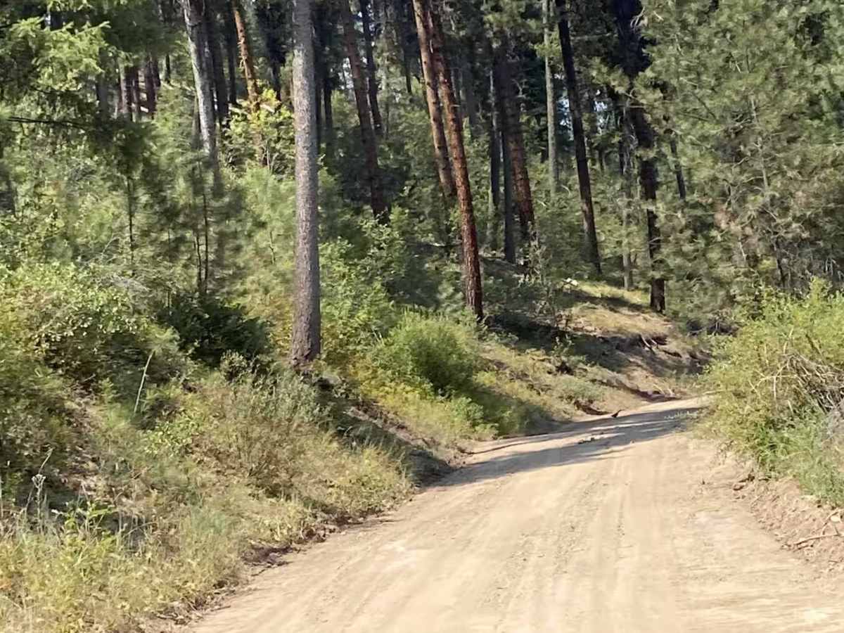 Grayback Gulch - 347 trail photo