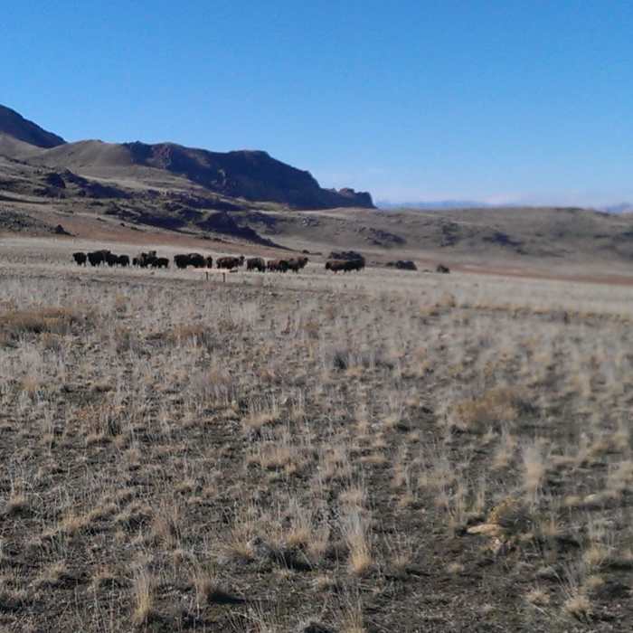 Near White Rocks Loop Road