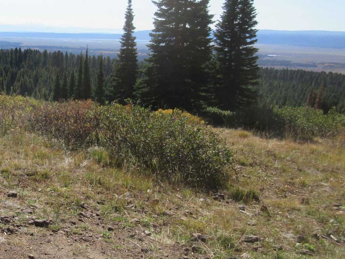 Keg Springs (Forest Service 046) photo 6