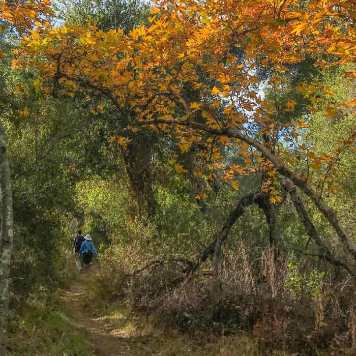 Near Bear Canyon to Sitton Peak Near Bear Canyon to Sitton Peak
