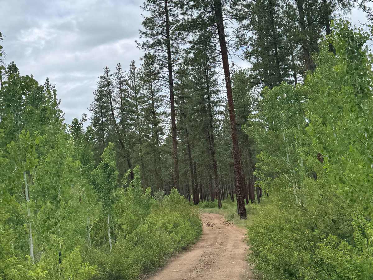 Pearrygin Creek Road photo 5