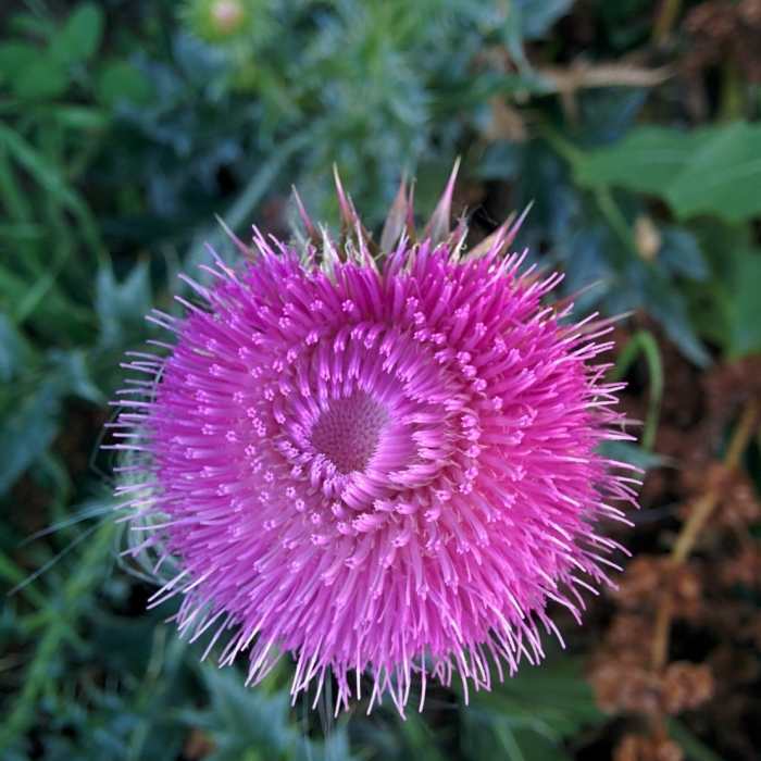 Near Farmers Highline Canal Trail