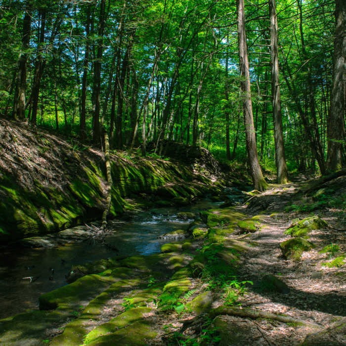 Near Van Campens Glen Trail