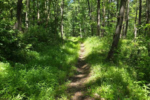 Single Track GG