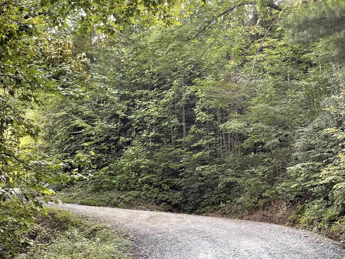 Little Bald Mountain trail photo
