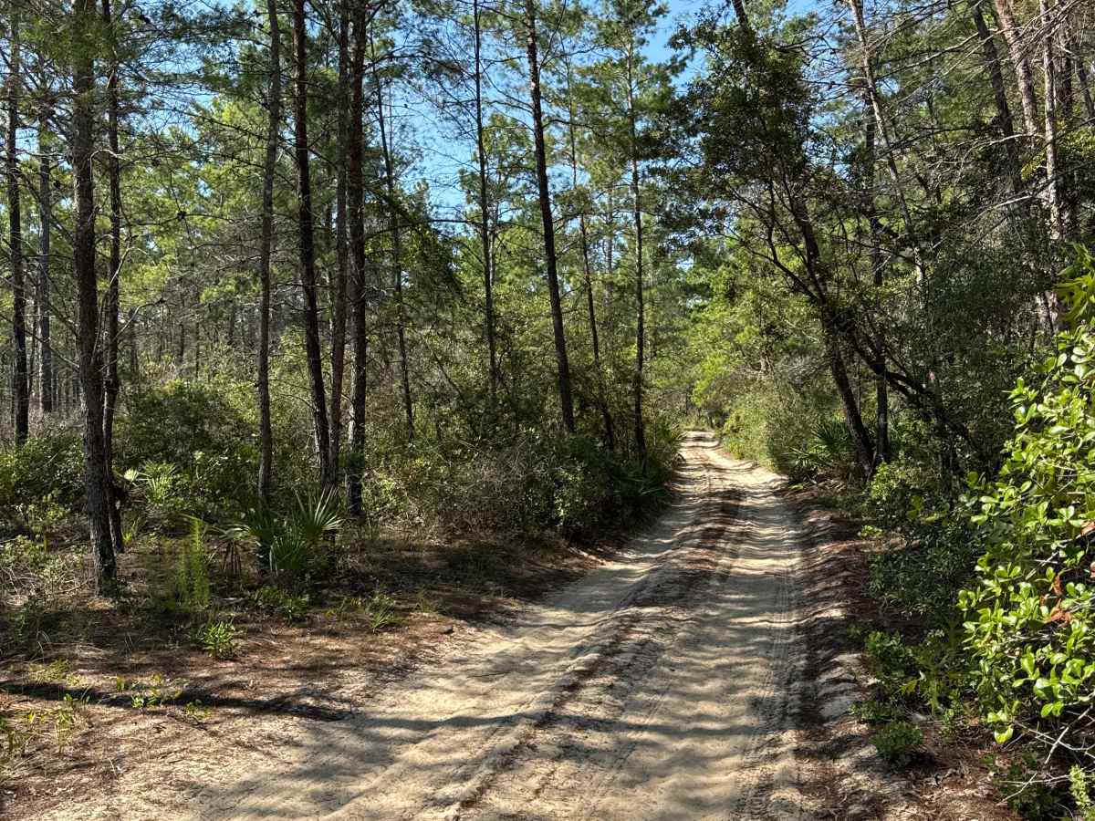 Ocala National Forest Road 58 photo 2