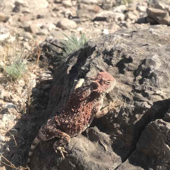 Awesome horned lizard that's red! Near Bike Loops