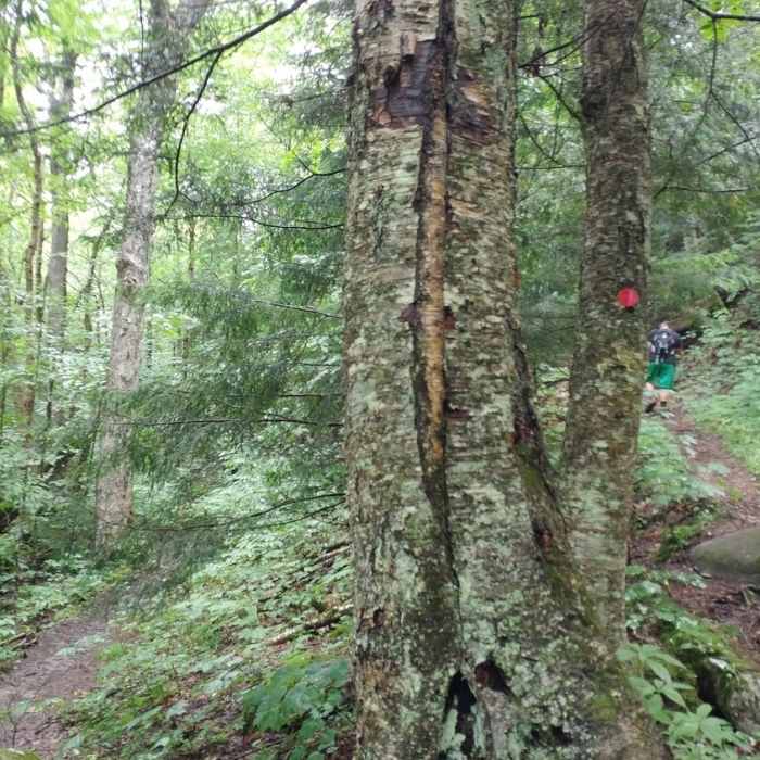 A fork in the trail. Left (BLUE) for Haystack. Right (RED) for McKenzie. Near Haystack Mountain Trail (Blue)