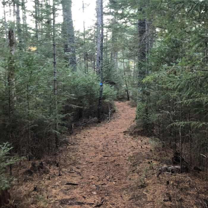 Near Oliverian Brook East Loop Trail