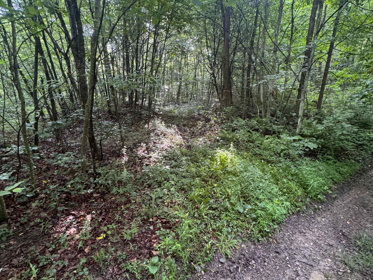Trail 52 trail photo