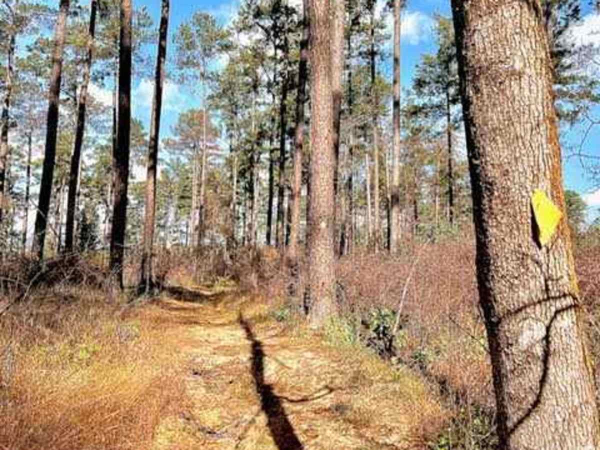 Livingston Trail photo 3