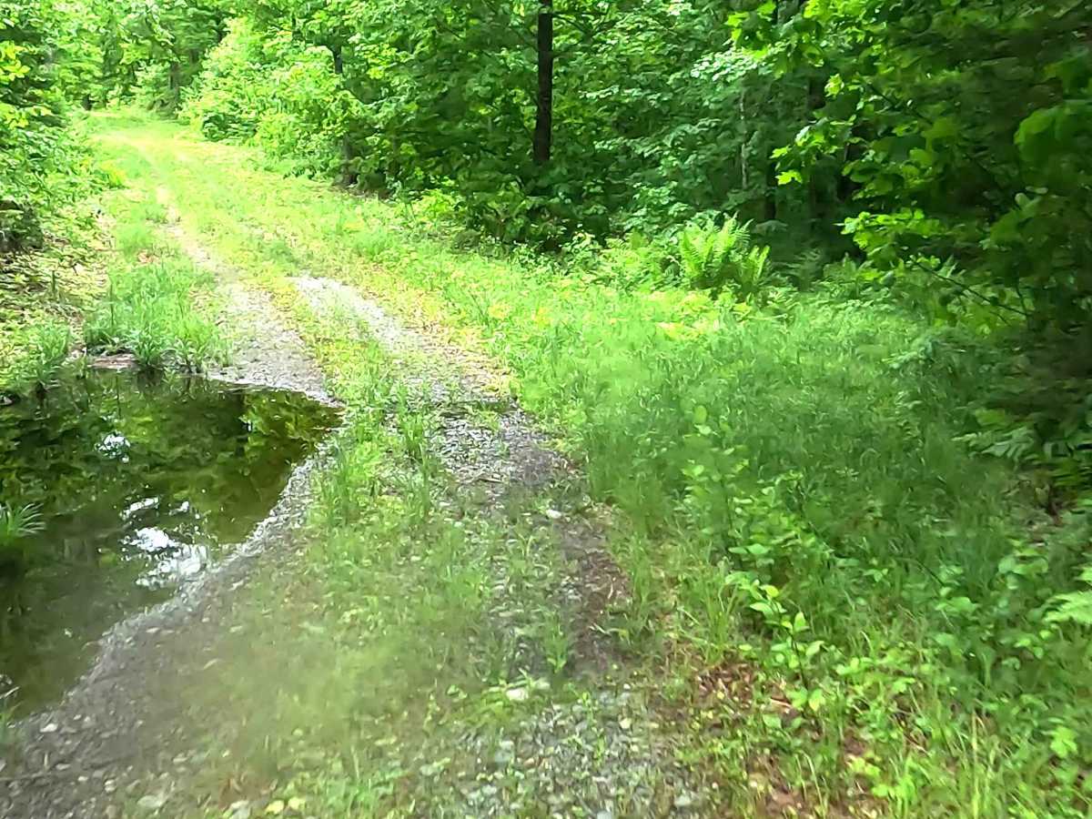 Wolf Lake Road Spur photo 6