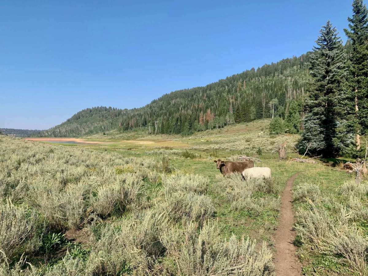 Big Creek Scout Trail photo 3