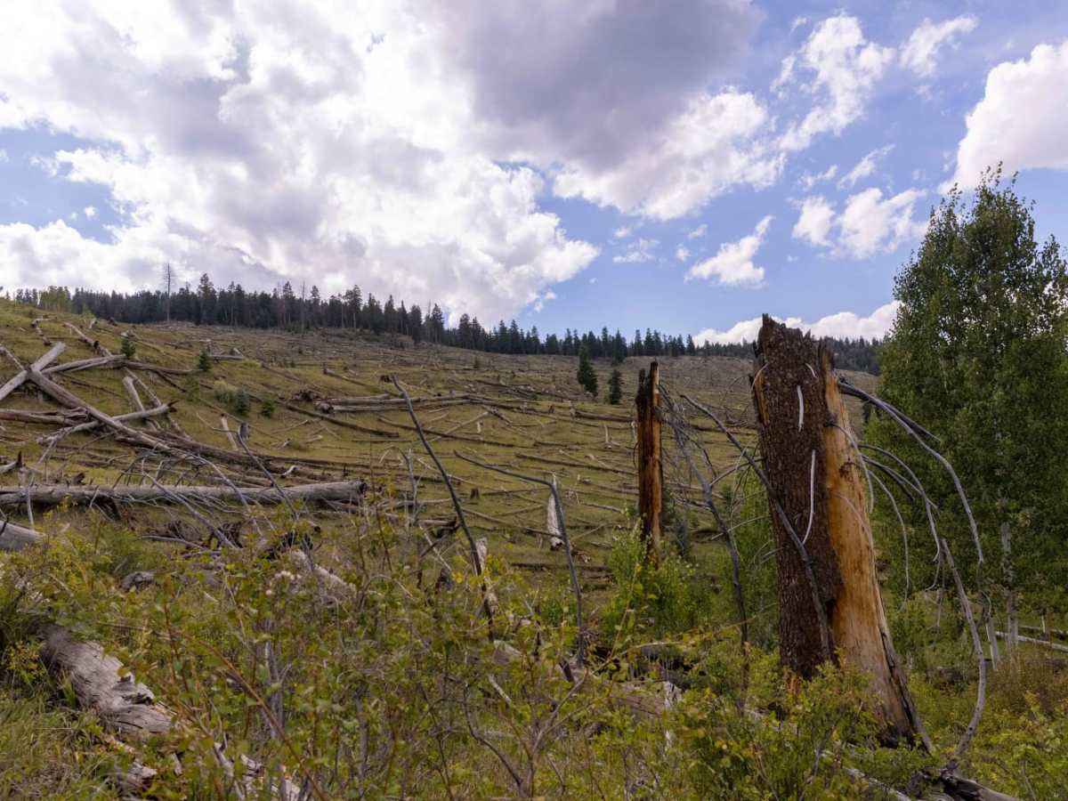 Beaver Creek Ridge Trail photo 6