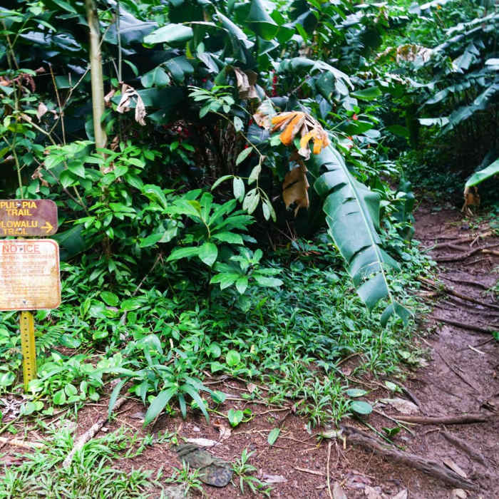 Near Kolowalu Trail Near Kolowalu Trail