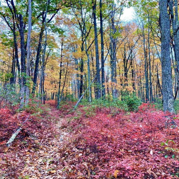 Day 3 Near Allegheny Front Trail