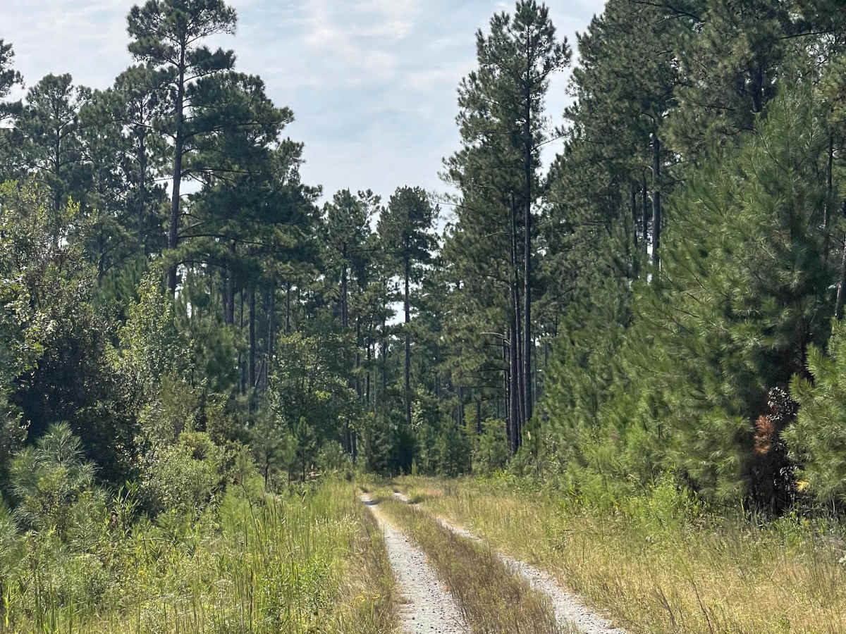 Lonesome Pine photo 4