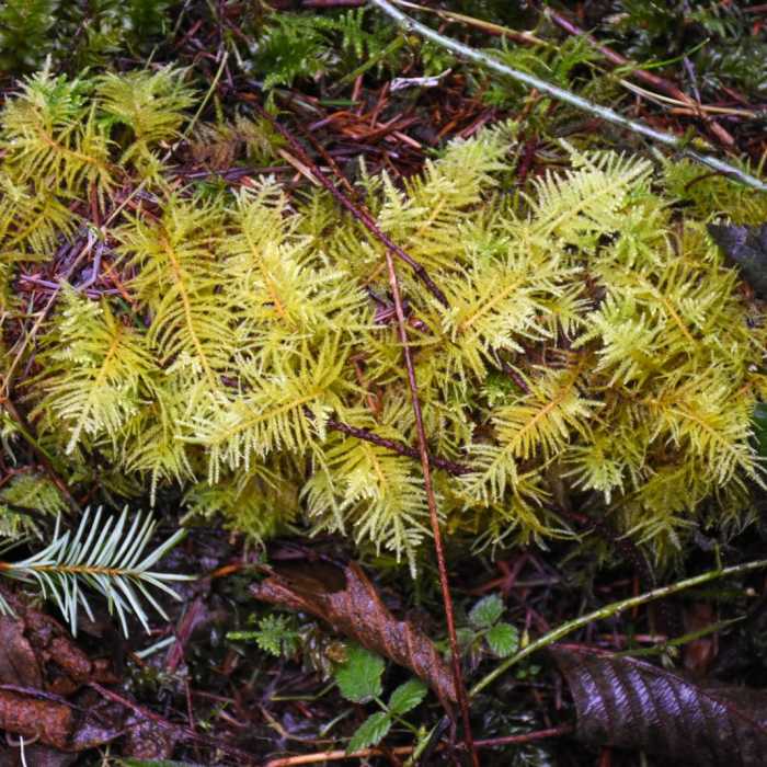 Near Horse Creek South Trail Hike