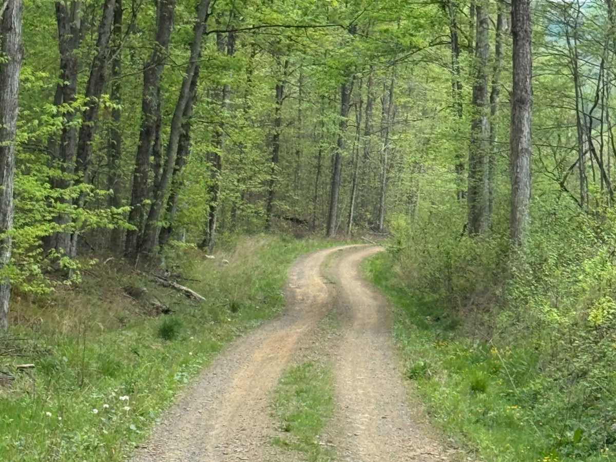 Whitman Road photo 5