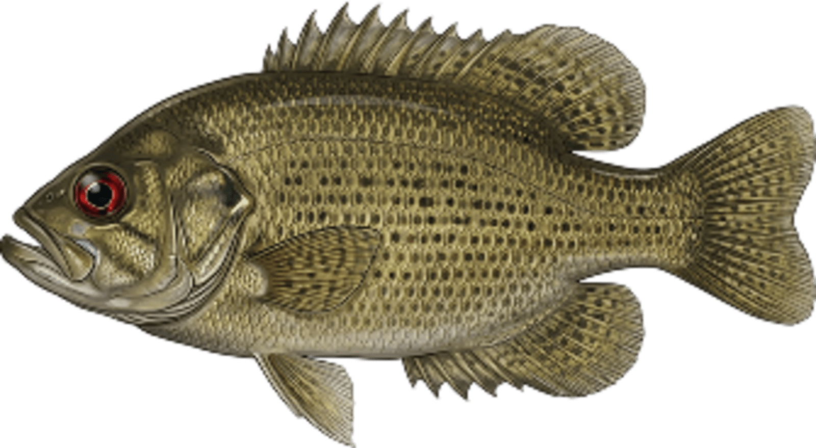 Rock bass