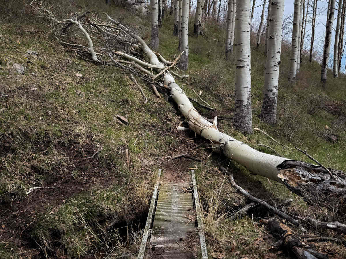 Trust Lands Singletrack (North)  photo 2