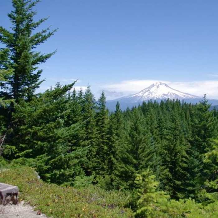 Near Salmon Mountain Trail #787