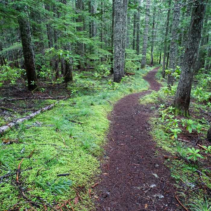Near Little Zigzag Falls Trail #795C