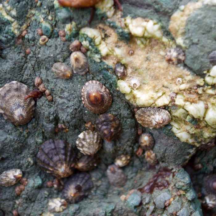 Near Rodeo Lagoon Loop