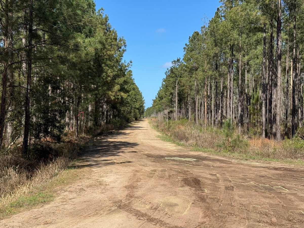 Smith Hammock Road trail photo