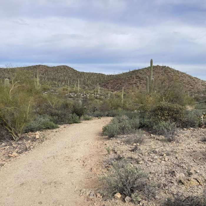 Near Mosaic Trail to Bactrian Summit