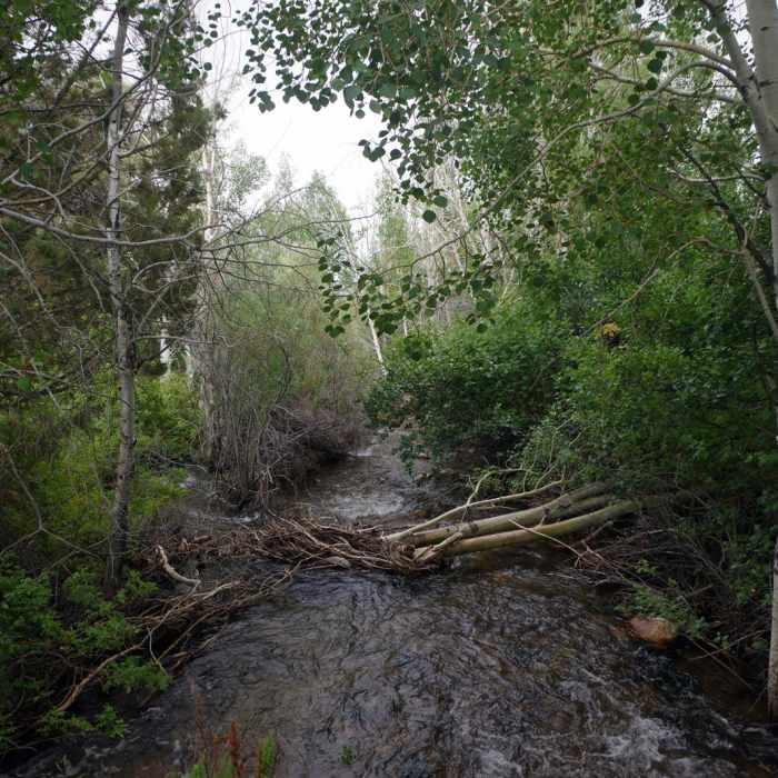 Near Pole Canyon Trail