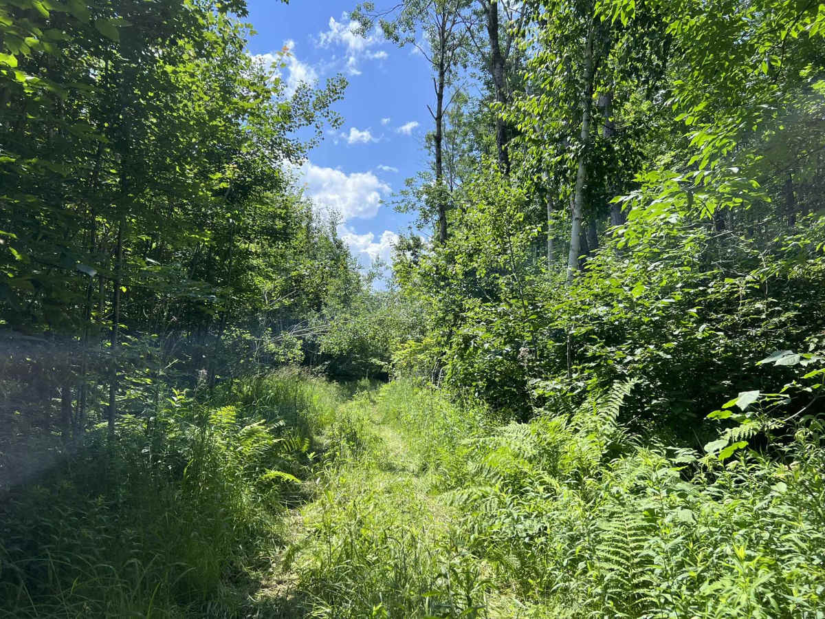Forest County ATV/ SxS 8 Mile Loop Trail 1 Bypass photo 4
