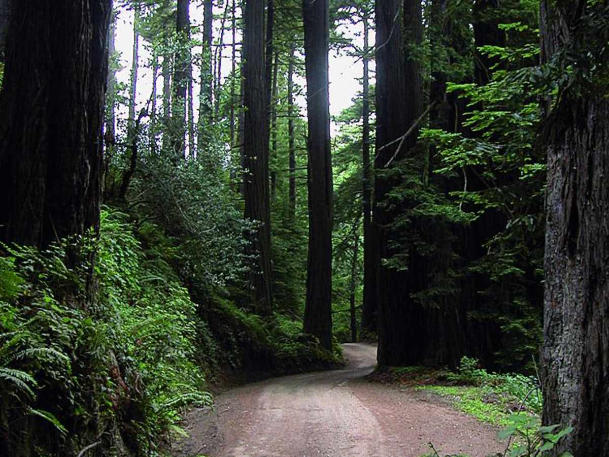 Old Coast Road photo 4