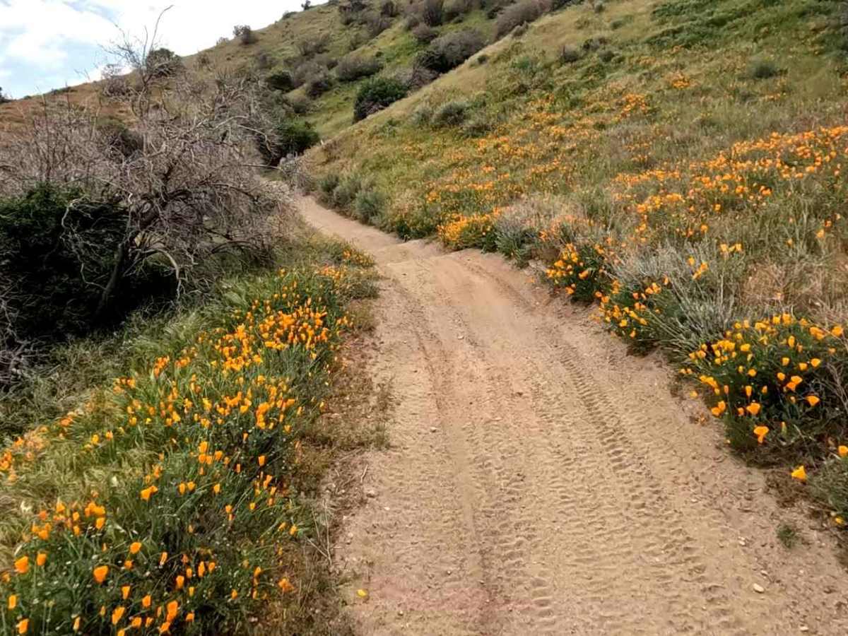 Cow Trail photo 5