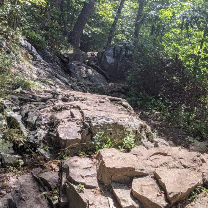 Near Lewis Falls Trail