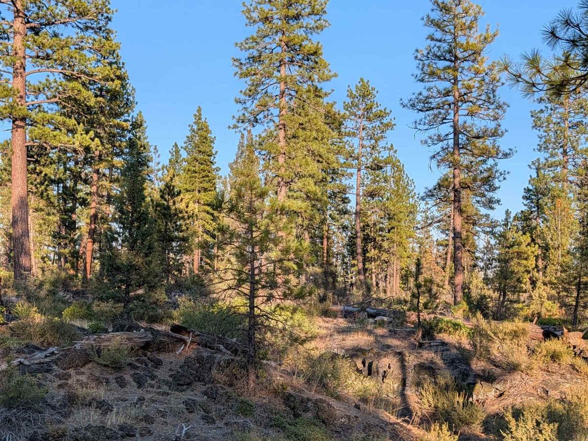 Porcupine Butte North - FS 41N36 photo 3
