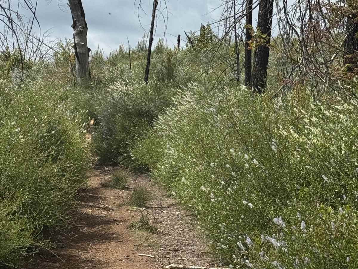 Rattlesnake 4x4 85467 photo 6